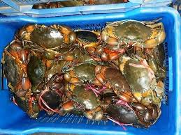 Mud Crabs in Chirala, Ongole and Vadarevu